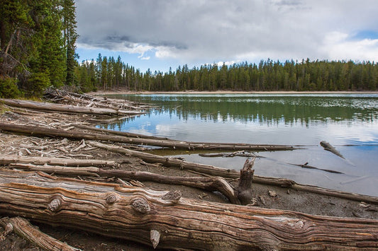 Harvesting an Underwater Forest – Find this article on MTN Shop US.