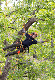 Arborist climbing a tree with the Petzl SEQUOIA tree care harness - imagen 6