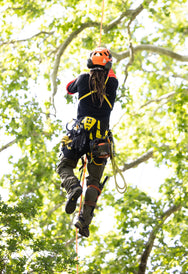 Arborist climbing SRS in a tree wearing the Petzl SEQUOIA PLUS harness - imagen 8