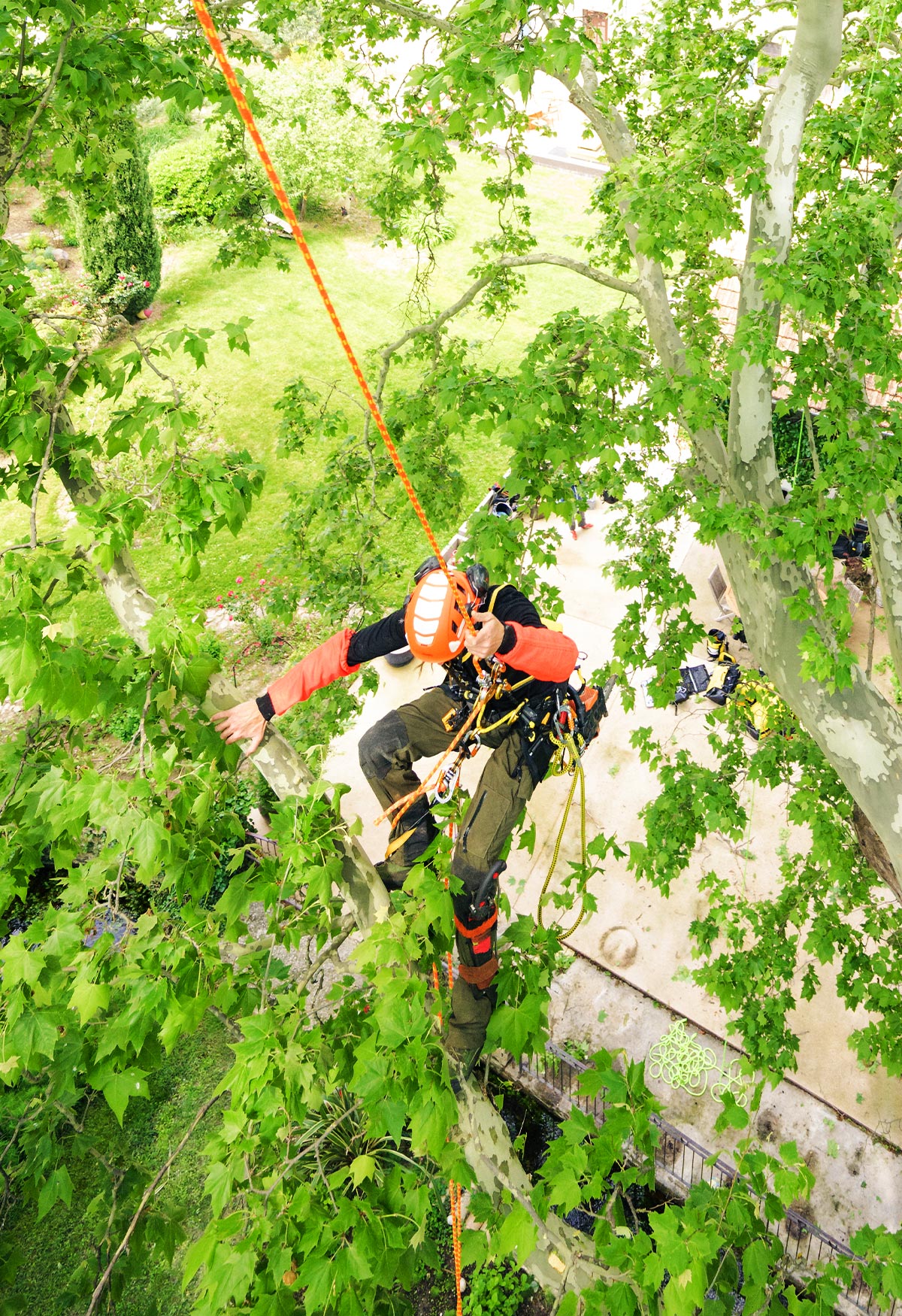 Arborist ascending a rope into the tree canopy with a Petzl SEQUOIA PLUS harness - imagen 7