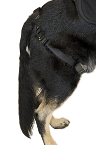 CMC K9 Proseries Rappel Harness, rappel harness for working dogs, side view - imagen 4